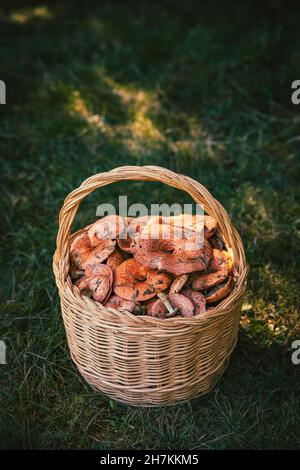 Frisch gepflückte Pilze im Korb auf Gras Stockfoto