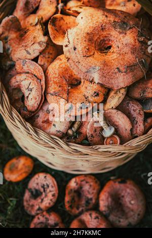 Frische Pilze in den Korb gefüllt Stockfoto