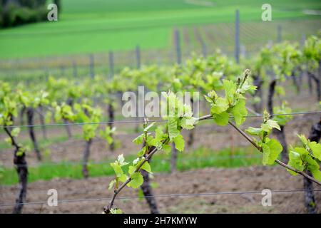 Neue Blätter sprießen auf Rebstöcken in den Weinbergen von Rheinland-Pfalz Deutschland. Stockfoto