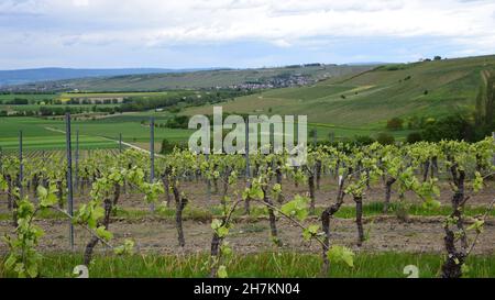 Neue Blätter sprießen auf Rebstöcken in den Weinbergen von Rheinland-Pfalz Deutschland. Stockfoto