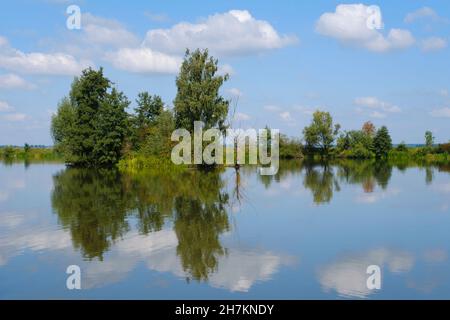 Trees reflecting in Altmuhlsee lake Stockfoto