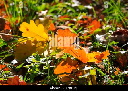 Im Herbst liegen gefallene Eichenholzblätter auf dem Boden Stockfoto