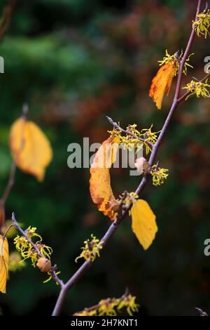 Yellow witch-hazel (Hamamelis) branch in autumn Stockfoto