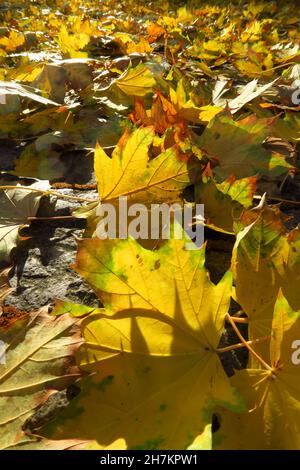 Gefallene Ahornblätter liegen im Herbst auf dem Boden Stockfoto