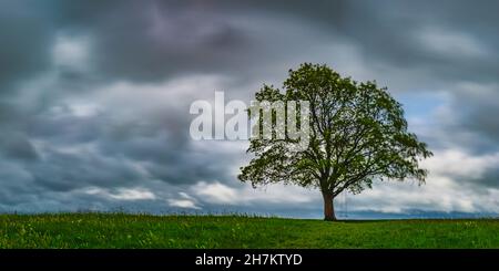 Ahornbaum (Acer pseudoplataus) bei Kornhofen, Allgäu Alpine Foreland, Allgäu, Bayern, Deutschland, Europa Stockfoto