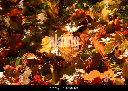 Ahornblätter im Herbstwald an sonnigen Tagen Stockfoto