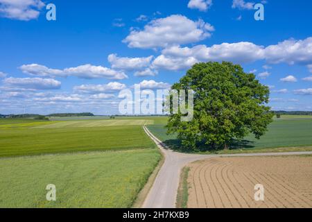 Drohnenansicht eines einzelnen Baumes, der im Frühjahr auf einer Feldstraße wächst Stockfoto