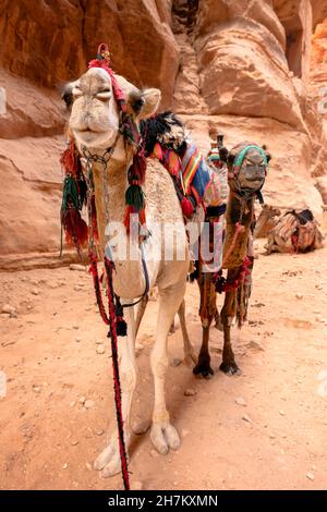 Jordanien, Jerash Governorate, Jerash, Ruinen des Artemis-Tempels bei Sonnenuntergang Stockfoto