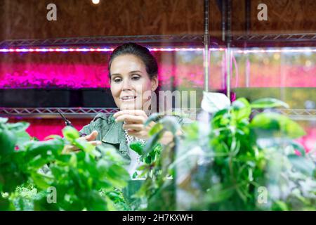 Weibliche Unternehmerin Schneideanlage im Gewächshaus Stockfoto