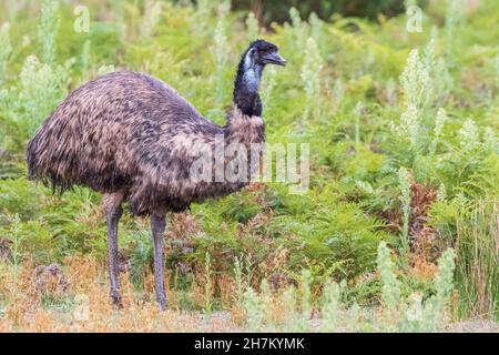 Porträt eines jungen grauen Kängurus (Macropus giganteus), der wegschaut Stockfoto