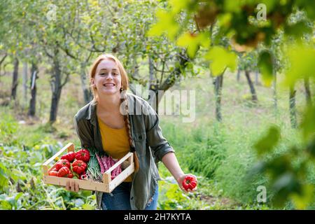 Glückliche Bäuerin mit Kiste, die Tomaten im Garten hält Stockfoto