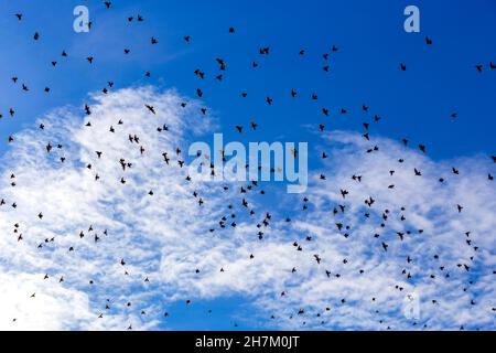 Schar von Staren, die gegen den Himmel fliegen Stockfoto