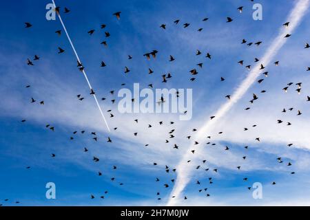 Schar von Staren, die gegen den Himmel fliegen Stockfoto