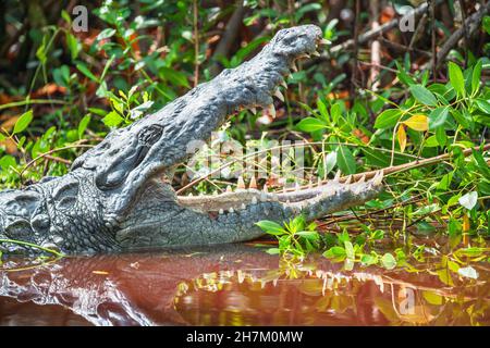 Amerikanischer Alligator (Alligator missipiensis), der seine Kiefer öffnet, Sanibel Island, J.N. Ding Darling National Wildlife Refuge, Florida, USA Stockfoto