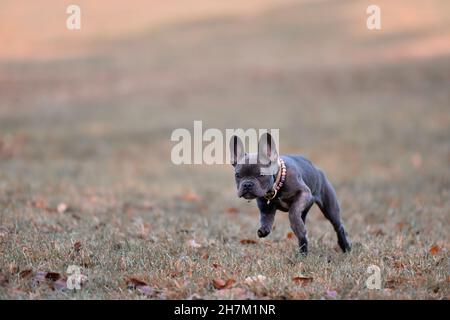Kopf der Französisch Bulldogge Welpen von einer jungen Frau gehalten Stockfoto