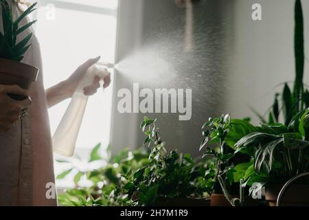 Frau sprüht Wasser auf Blätter von Zimmerpflanzen zu Hause Stockfoto
