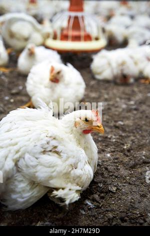 Nahaufnahme von weißem Huhn in einer Geflügelfarm Stockfoto