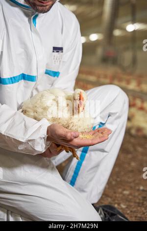 Mann, der Henne in der Produktionsfarm füttert Stockfoto