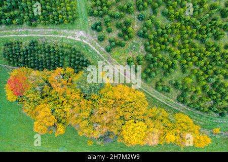 Wunderschöne Landschaft des herbstlichen Wald Stockfoto