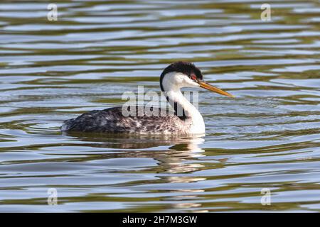 Ein Westgriech, der im späten Frühling in einem See schwimmt, aus der Nähe betrachtet. Stockfoto