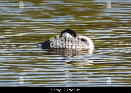 Nahaufnahme eines Westlichen Grebe in einem See, dessen Schnabel unter seinem langen Hals versteckt ist, während er sich in einer entspannten Position befindet, wobei rote Augen und Kopf sichtbar sind. Stockfoto