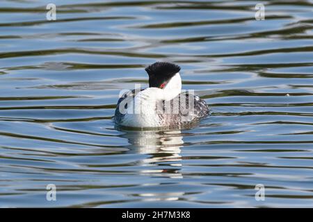 Eine Nahaufnahme eines Westlichen Grebe, der friedlich in einem See schwebt, mit seinem Schnabel unter seinem markanten Hals und seinem schönen roten Auge. Stockfoto