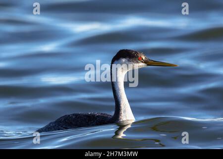 Nahaufnahme eines Westlichen Grebe mit Blick auf die untergehende Sonne, mit einem wunderschön beleuchteten roten Auge und einem samtig blauen Wasserhintergrund. Stockfoto