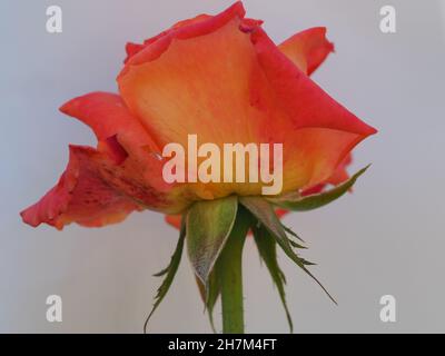 Nahaufnahme der zweifarbigen gelben und roten Hybrid-Teerose mit weißem Hintergrund Seitenansicht Stockfoto