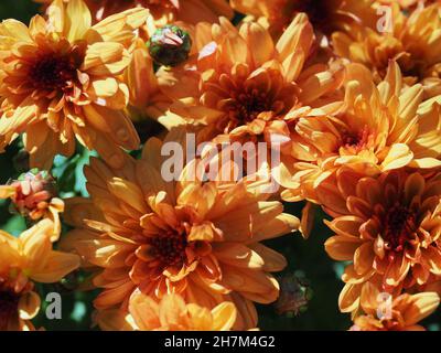Nahaufnahme von orangefarbenen Mamas Stockfoto