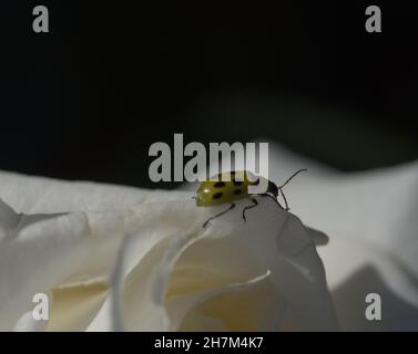 Makro von gefleckten Gurkenkäfer auf weißer Rose Stockfoto