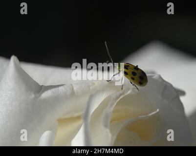 Makro von gefleckten Gurkenkäfer auf weißer Rose Stockfoto