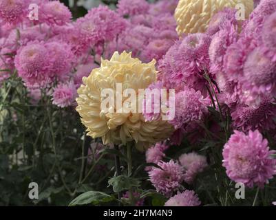Aprikose Alexis Mütter unter rosa Mütter Stockfoto