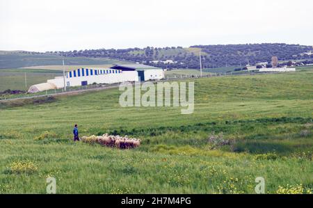 Marokkanische Dorfbewohner hüten ihre Schafherde im Norden Marokkos. Stockfoto