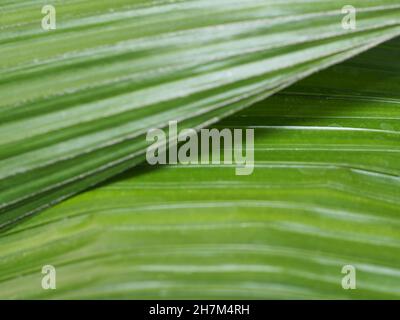Makro von drei überlappenden großen grünen Blättern parallele Venation Stockfoto