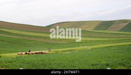 Marokkanische Dorfbewohner hüten ihre Schafherde im Norden Marokkos. Stockfoto