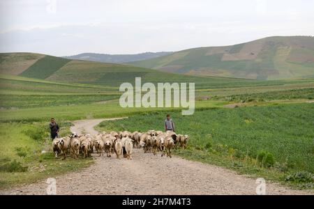 Marokkanische Dorfbewohner hüten ihre Schafherde im Norden Marokkos. Stockfoto