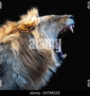 Junger männlicher Löwe brüllt isoliert auf Schwarz Stockfoto