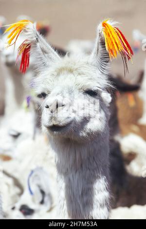 Lama (Lama glama), Nahaufnahme, Bolivien, Südamerika Stockfoto