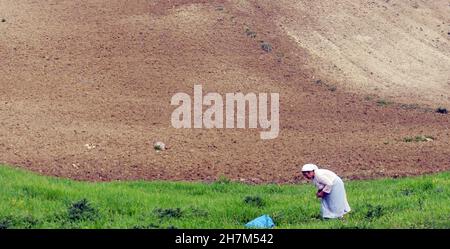 Eine Marokkanerin, die auf einem kleinen Bauernhof in den Rif-Bergen im Norden Marokkos auf dem Feld arbeitet. Stockfoto