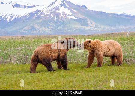 Alaska Peninsula Brown Bären Paarungsritual Stockfoto