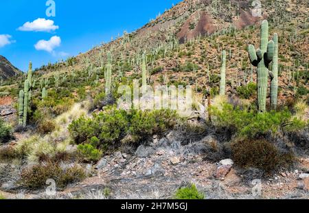 Saguaro Kaktus füllt einen ganzen Berghang im nördlichen Teil der Sonoran Wüste in Arizona. Stockfoto