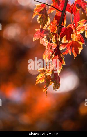 Ein Haufen wechselnder Ahornblätter hängt im Herbst von einem niedrig liegenden Ast mit Bokeh-Hintergrund. Stockfoto