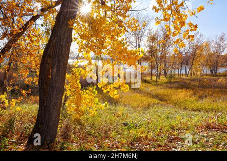 Herbstszene im Cherry Creek State Park in Colorado mit der Sonne, die durch einen großen Cottonwood-Baum und eine hügelige Wiese unter dem Park scheint, die zu einem See führt. Stockfoto