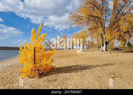 Ein leuchtend gelber Cottonwood-Spling, der im Sand am Ufer des Cherry Creek Reservoir wächst, mit einem hübschen blauen Himmel und weißem Wolkenhintergrund. Stockfoto