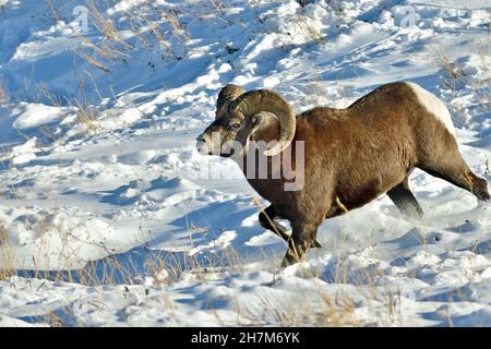 Ein wildes, felsiges Dickhornschaf „Orvis canadensis“, das einen Hügel durch den frischen Schnee im ländlichen Alberta Canada hinunterläuft Stockfoto