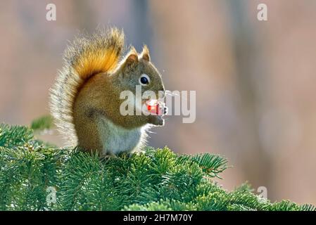 Ein wildes rotes Eichhörnchen 'Tamiasciurus hudsonicus', das auf einem Fichtenzweig sitzt und auf einigen roten Beeren im ländlichen Alberta Canada ernährt. Stockfoto