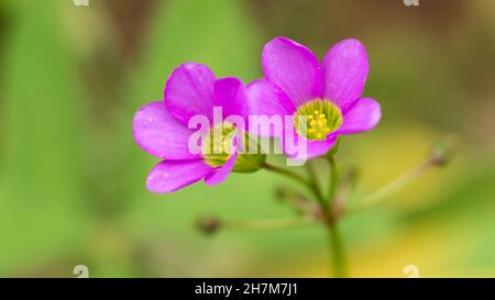 oxalis-Pflanzenblume, gemeinhin als Holzsorrel oder falsche Kleeblatt-Pflanze, rosa zierliche Blüten im Garten, Nahaufnahme