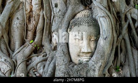 Der Buddha-Kopf des Wat Mahathat sitzt in wachsenden Baumwurzeln Stockfoto