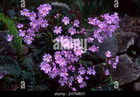 LEWISIA COTYLEDON IST ALLGEMEIN ALS SISKIYOU LEWISIA ODER CLIFF MAIDS BEKANNT. Stockfoto