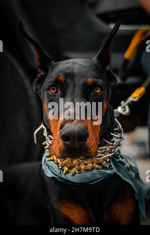 Porträt eines anmutigen Dobermann Pinscher Stockfoto